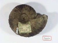 藏品(原雷莫菊石)的圖片